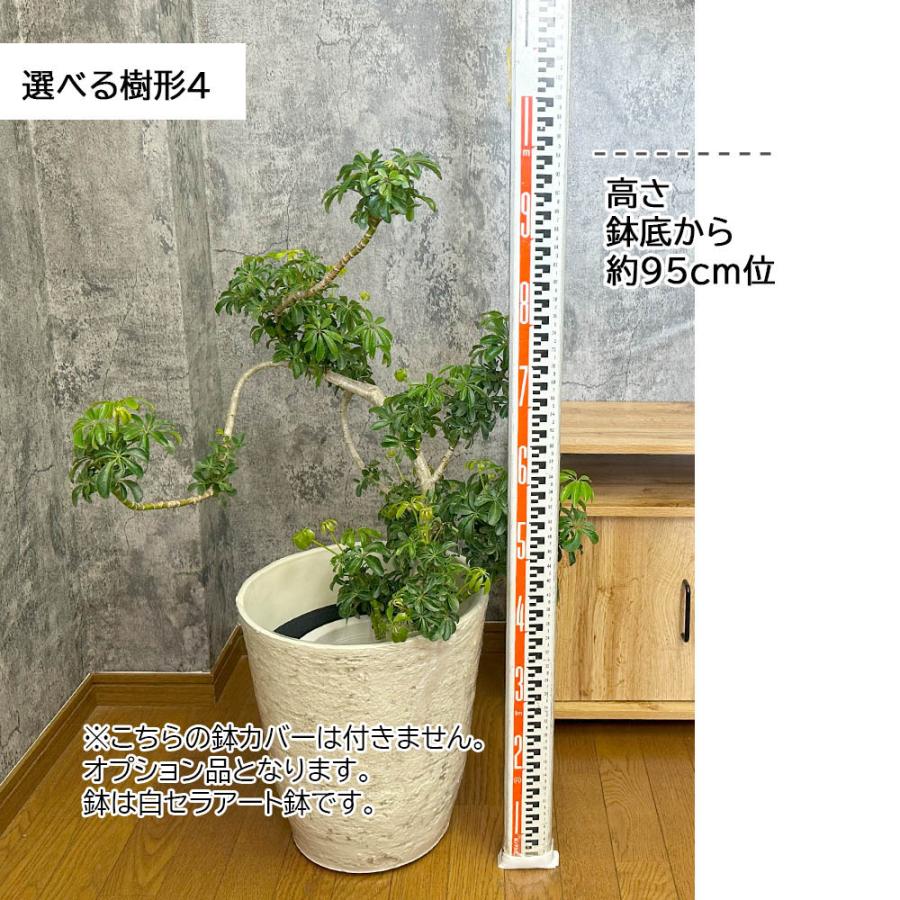 観葉植物 おしゃれ 大型 本物 シェフレラ ホンコンカポック グリーン