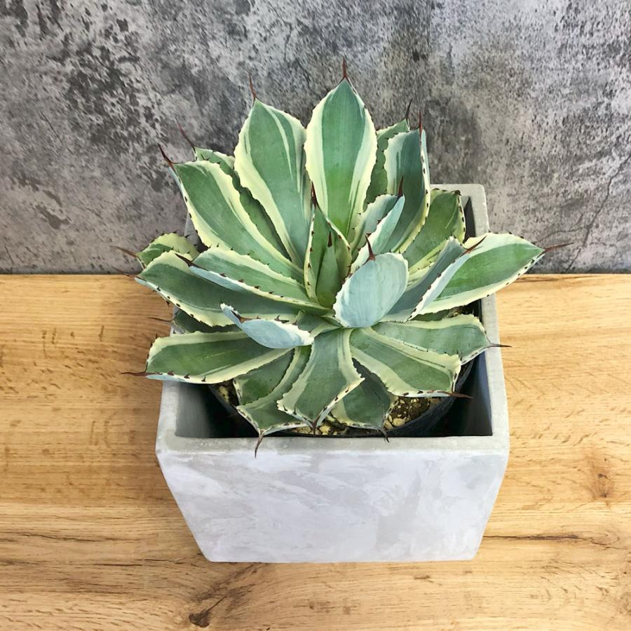 観葉植物 おしゃれ アガベ 吉祥冠錦 選べる樹形 セメント器 多肉植物