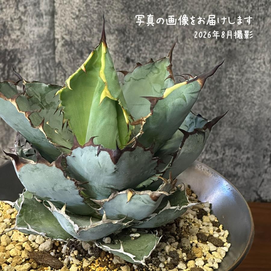 観葉植物 アガベ チタノタ ブルー＆ブラック 現品 陶器鉢 ラッピング