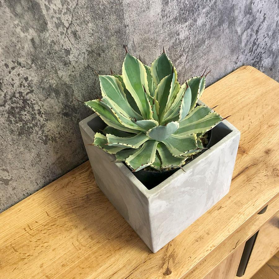 アガベ 観葉植物 アガベ「シエラ・アズール」4.5号鉢 四国ガーデン 人気 多肉植物