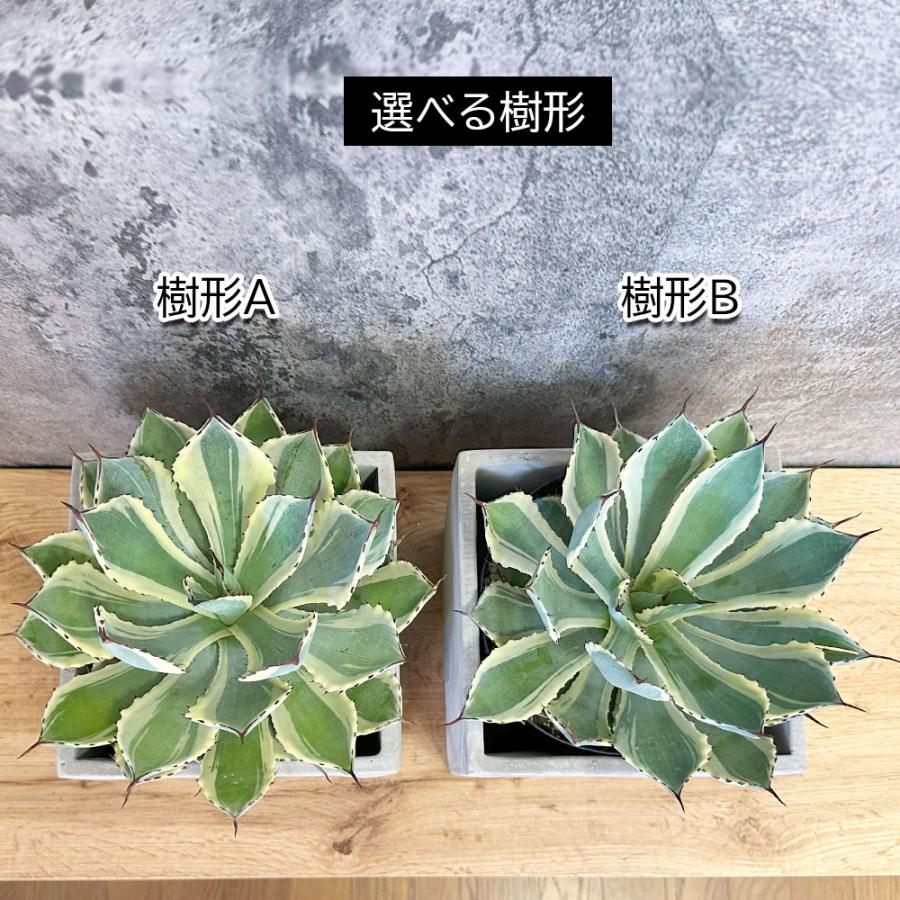 観葉植物 おしゃれ アガベ 吉祥冠錦 選べる樹形 セメント器 多肉植物