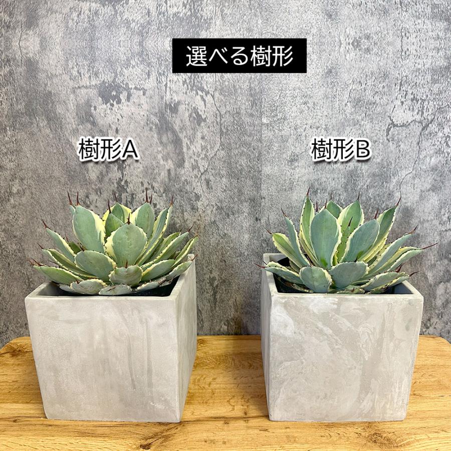 観葉植物 おしゃれ アガベ 吉祥冠錦 選べる樹形 セメント器 多肉植物