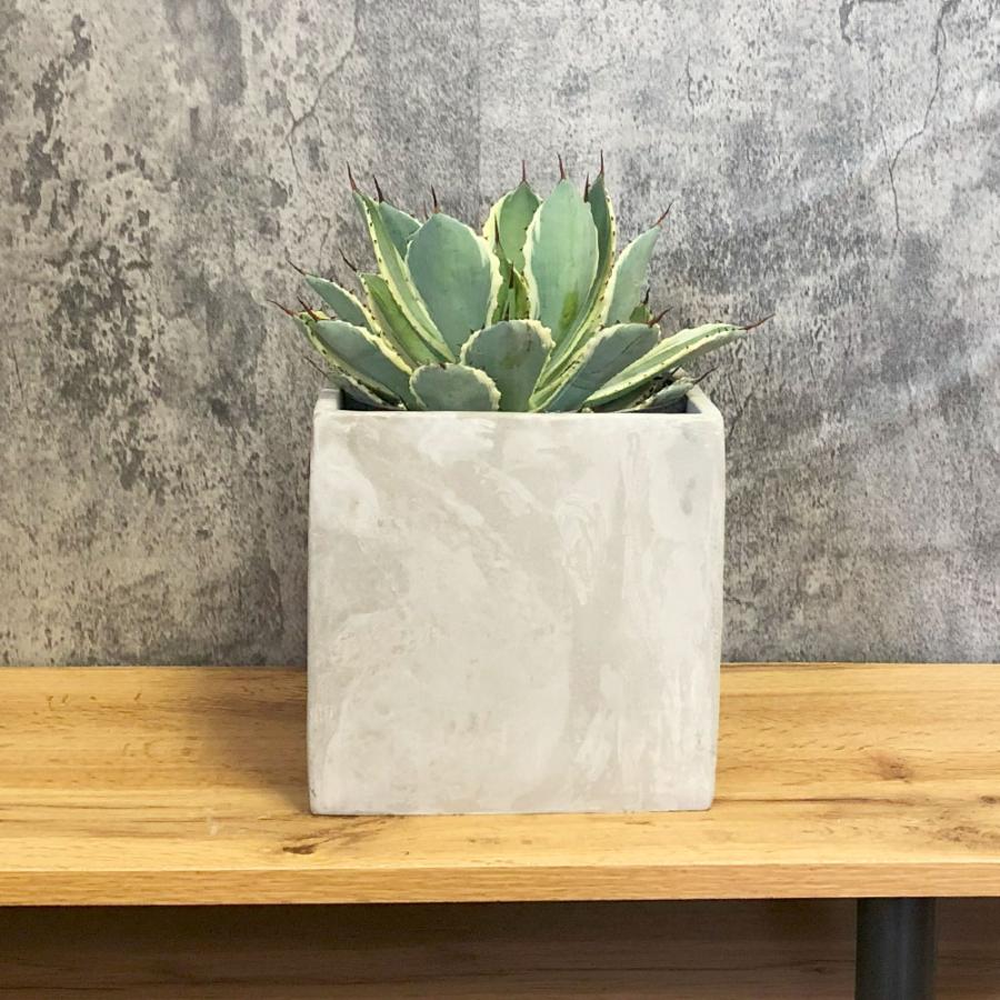 観葉植物 おしゃれ アガベ 吉祥冠錦 選べる樹形 セメント器 多肉植物