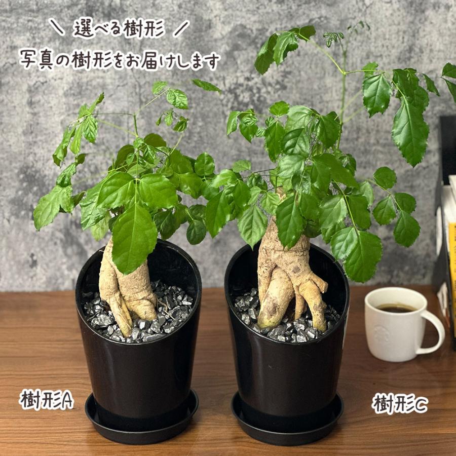母の日 ギフト プレゼント 観葉植物 ステレオスペルマム 6号 黒陶器鉢