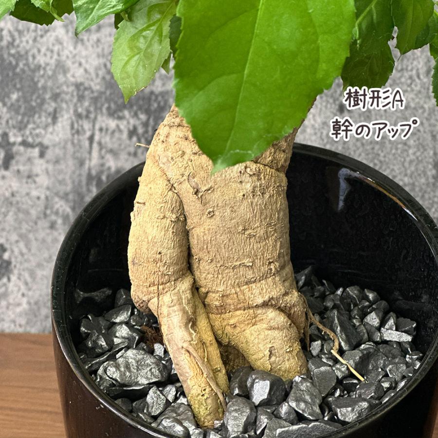 5000円★レア 5 コンニャク芋　鉢植え　7号　観葉植物　あかぎ　珍しい植物 母の日 ギフト プレゼント 観葉植物 ステレオスペルマム 6号 黒陶器鉢