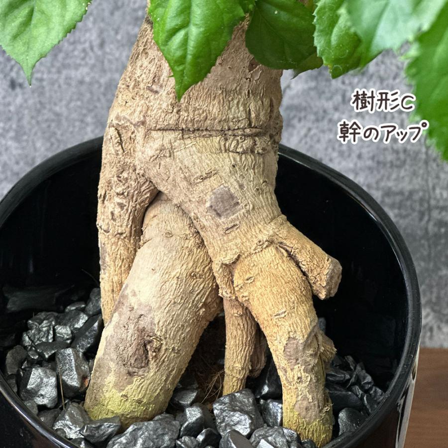 その他観葉植物 N 母の日 ギフト プレゼント 観葉植物 ステレオスペルマム 6号 黒陶器鉢