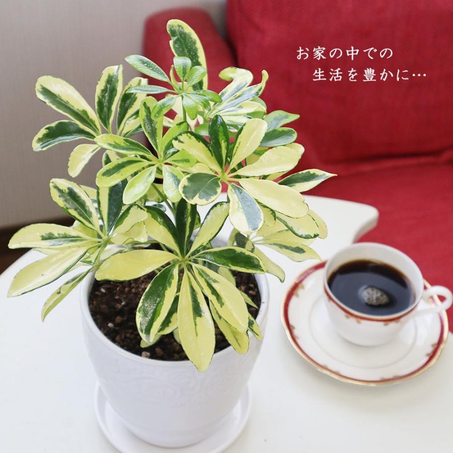 観葉植物 おしゃれ 室内 シェフレラ ホンコンカポック ハッピー