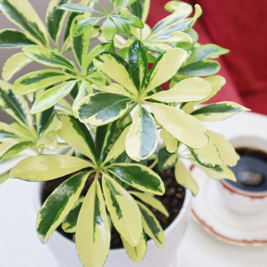 観葉植物 おしゃれ 室内 シェフレラ ホンコンカポック ハッピー