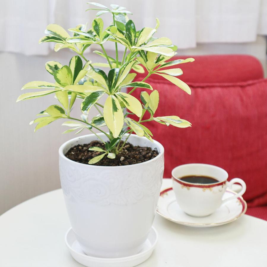 観葉植物 おしゃれ 室内 シェフレラ ホンコンカポック ハッピー