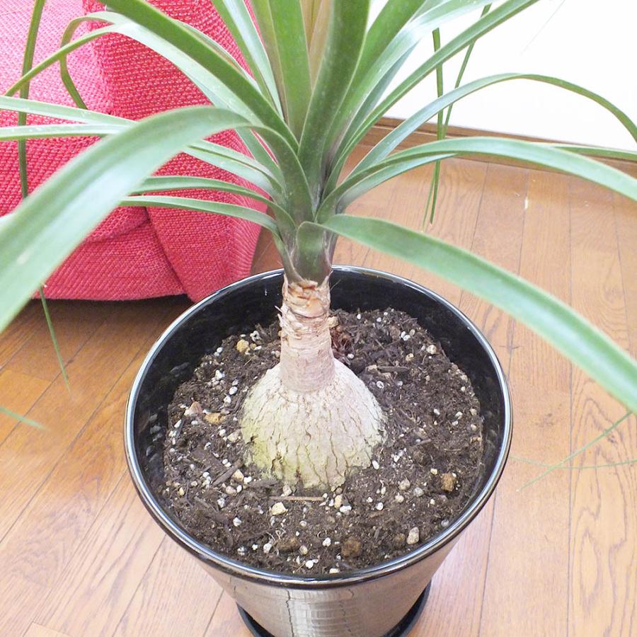 トックリラン 7号 黒横縞陶器鉢 受皿付 ポニーテール 観葉植物 おしゃれ お祝い プレゼント ギフト 風水 種類一覧 クリスマスプレゼント Tr 6 1 Okabe Green Jewelryplant 通販 Yahoo ショッピング