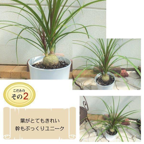 トックリラン ノリナ ７号 白プラスチック鉢 ポニーテール 観葉植物 おしゃれ お祝い プレゼント ギフト 風水 種類一覧 敬老の日 Tr 6 Okabe Green Jewery Plant 通販 Yahoo ショッピング