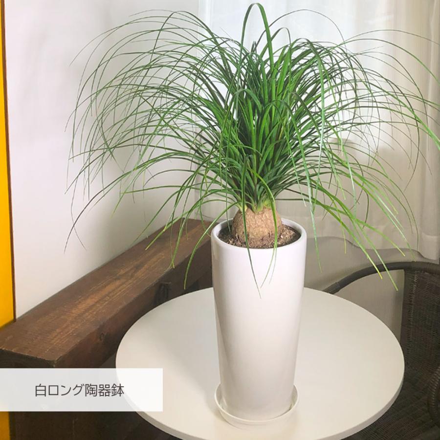 観葉植物 おしゃれ 大型 本物 トックリラン 7号 白ロング陶器鉢 受皿付