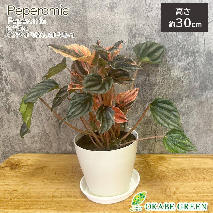 ツピタンサス7号 4本立 プラスチック鉢 観葉植物 おしゃれ お祝い プレゼント ギフト 風水 種類一覧 鉢植え Tt 324 Okabe Green Jewery Plant 通販 Yahoo ショッピング