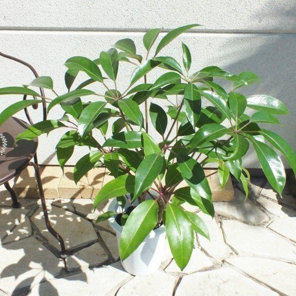 ツピタンサス7号 4本立 プラスチック鉢 観葉植物 おしゃれ お祝い プレゼント ギフト 風水 種類一覧 鉢植え Tt 324 Okabe Green Jewery Plant 通販 Yahoo ショッピング