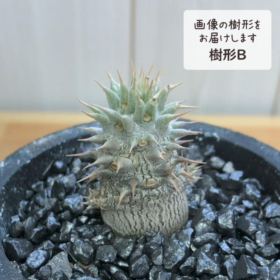 観葉植物 お中元 おしゃれ パキポディウム ロスラーツム 選べる樹形