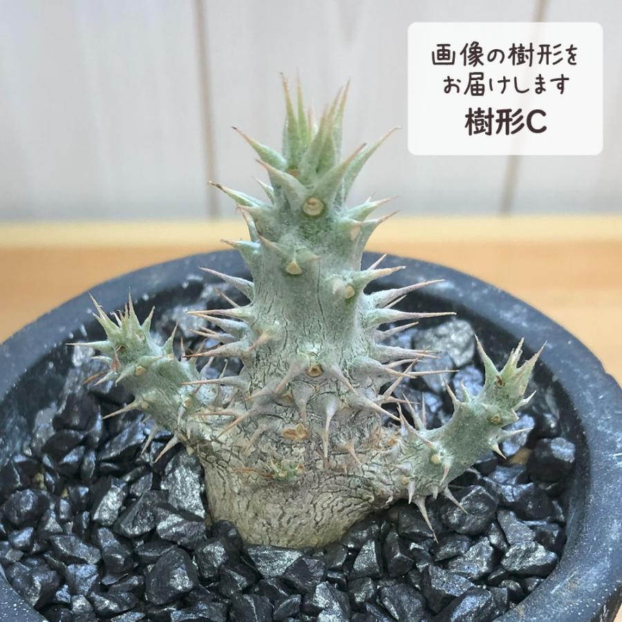 観葉植物 おしゃれ パキポディウム ロスラーツム 選べる樹形 現品 3号