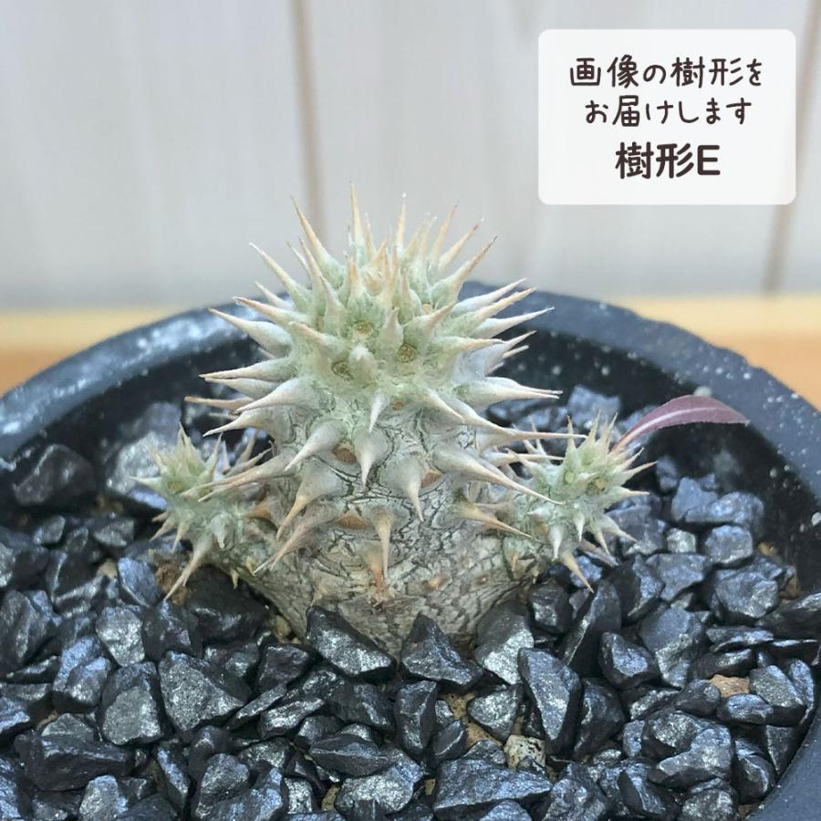 観葉植物 おしゃれ パキポディウム ロスラーツム 選べる樹形 現品 3号