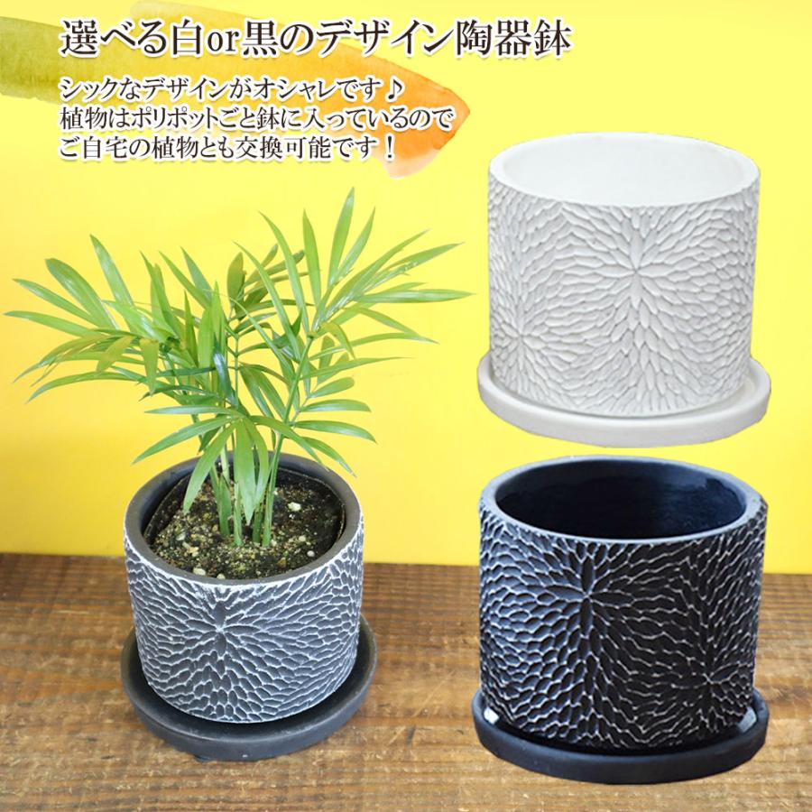 観葉植物 おしゃれ 室内 テーブルヤシ ミニ 選べる白黒筒陶器 受皿付