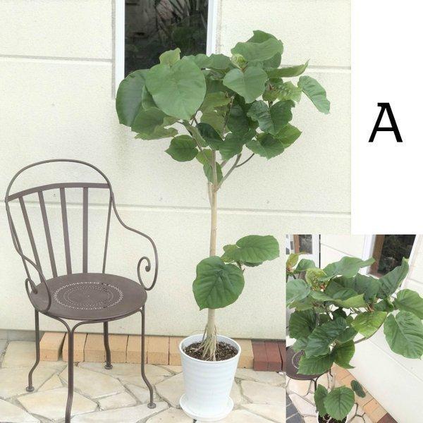 ウンベラータ 8号 現品 白セラアート鉢 ヤシ付き 観葉植物 おしゃれ お祝い プレゼント ギフト風水 種類一覧 鉢植え Ub 381 2 Okabe Green 通販 Yahoo ショッピング