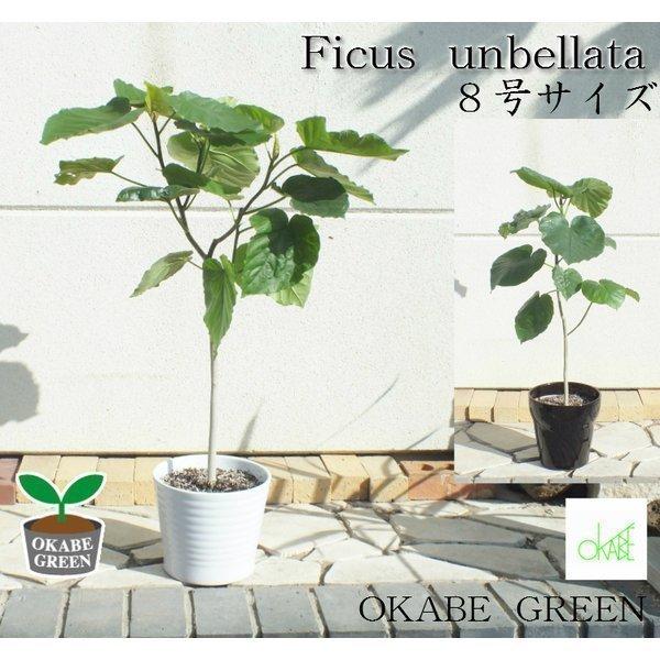 ウンベラータ8号 な陶器鉢 お中元 観葉植物 おしゃれ お祝い プレゼント ギフト風水 種類一覧 大型 鉢植え 受け皿付 母の日 Ub 61 2 Okabe Green 通販 Yahoo ショッピング