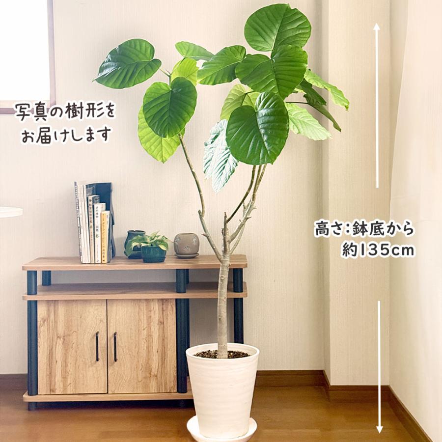 観葉植物 ハートの葉っぱ おしゃれ 大型 本物 ウンベラータ フィカス 7