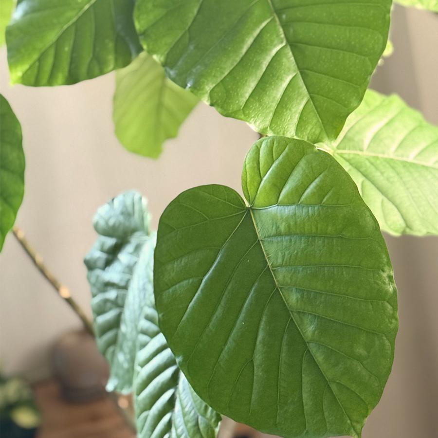 観葉植物 ハートの葉っぱ おしゃれ 大型 本物 ウンベラータ フィカス 7