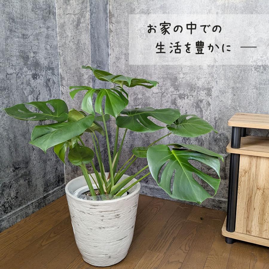 モンステラ　デリシオーサ　7号鉢つき　深穴あき❗2株植え❗大型葉❗ モンステラ デリシオーサ 7号鉢つき 2株植え❗深穴あき❗大型種