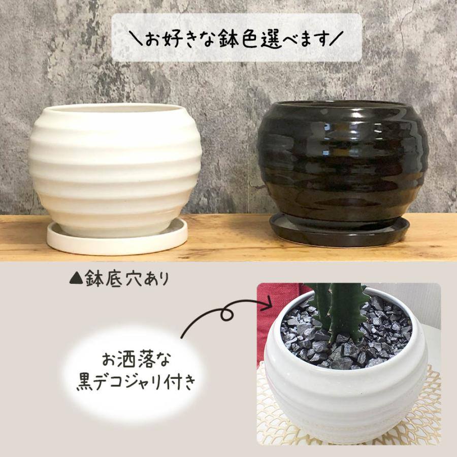 観葉植物 お中元 おしゃれ 大型 本物 ユーフォルビア キング