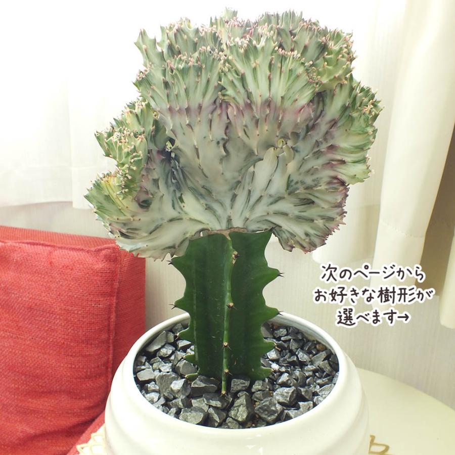 観葉植物 お中元 おしゃれ 大型 本物 ユーフォルビア キング