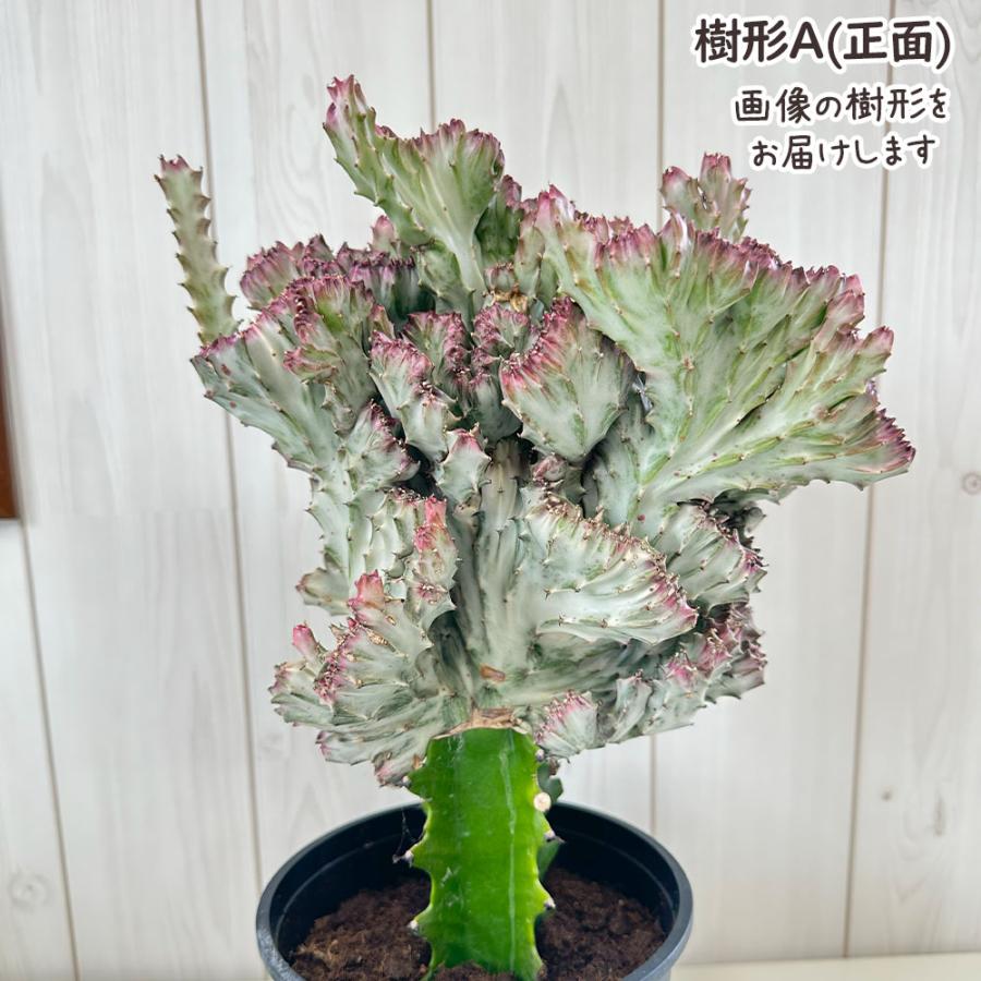 ユーフォルビアホワイトゴーストラクテアキングマハラジャ