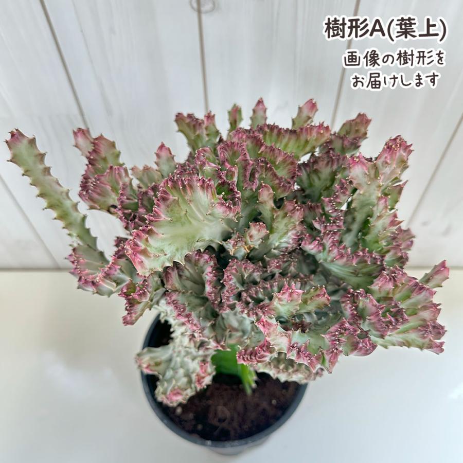 観葉植物 お中元 おしゃれ 大型 本物 ユーフォルビア キング