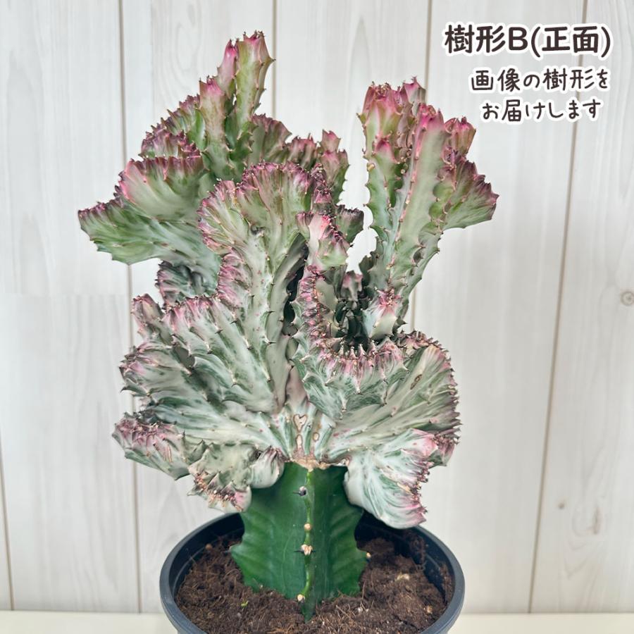 観葉植物 お中元 おしゃれ 大型 本物 ユーフォルビア キング