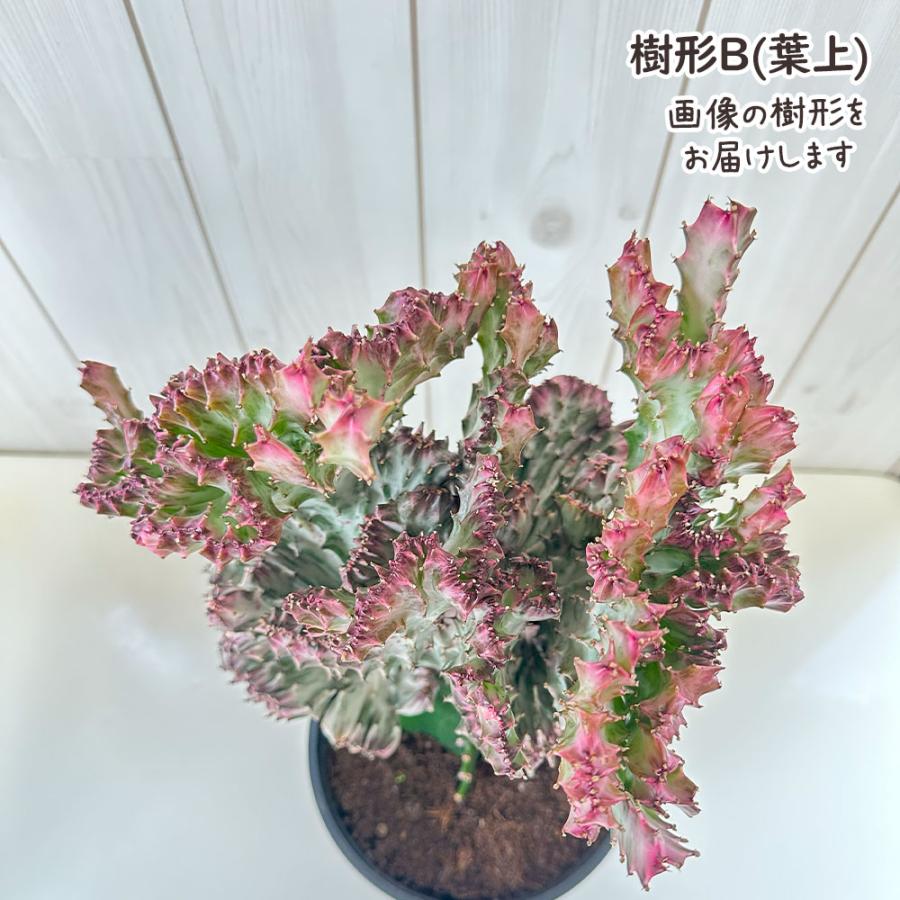観葉植物 お中元 おしゃれ 大型 本物 ユーフォルビア キング