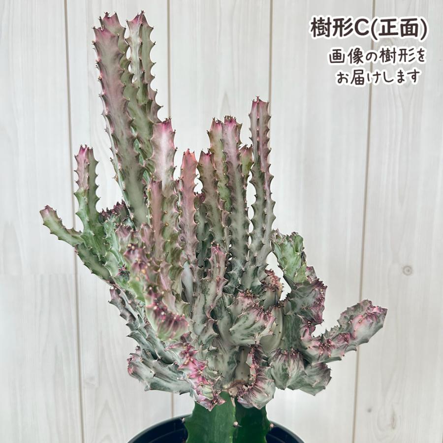 観葉植物 お中元 おしゃれ 大型 本物 ユーフォルビア キング