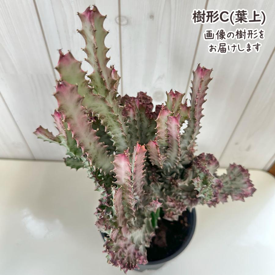 観葉植物 お中元 おしゃれ 大型 本物 ユーフォルビア キング