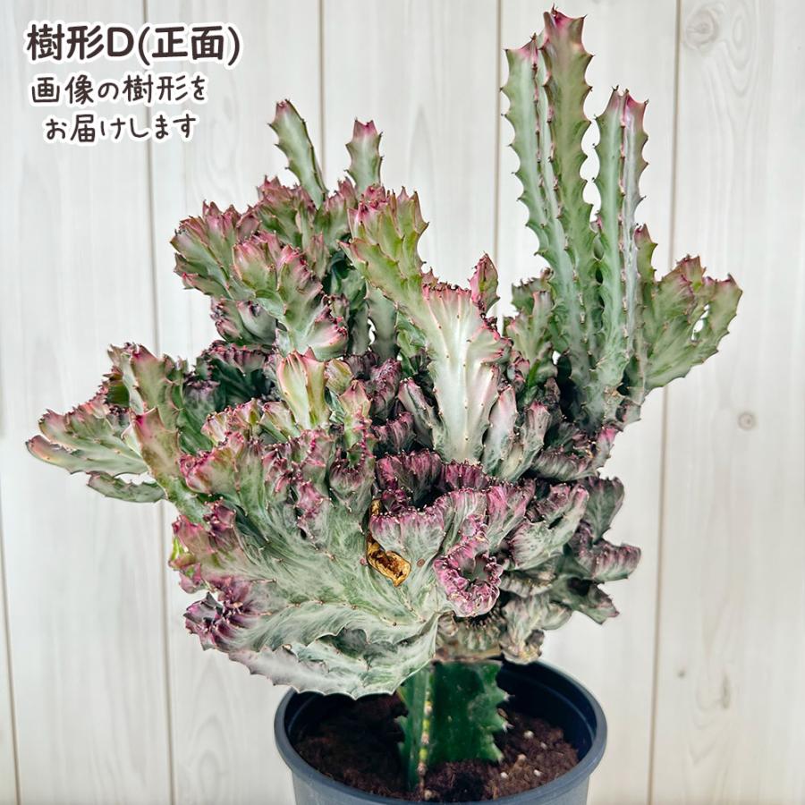 観葉植物 お中元 おしゃれ 大型 本物 ユーフォルビア キング