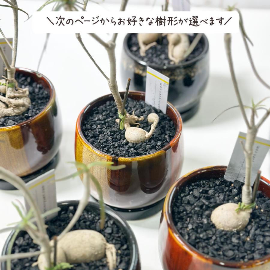 母の日 ギフト プレゼント 観葉植物 ユーフォルビア ヘディオトイデス
