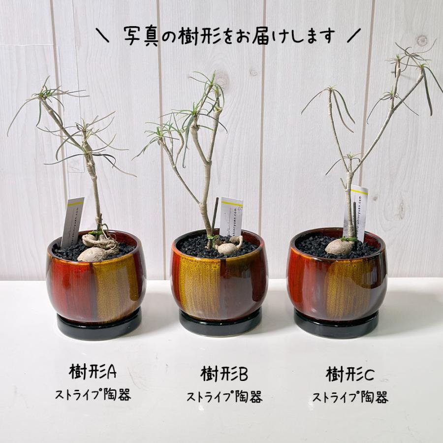 観葉植物 ユーフォルビア ヘディオトイデス 4号 選べる樹形 ラッピング