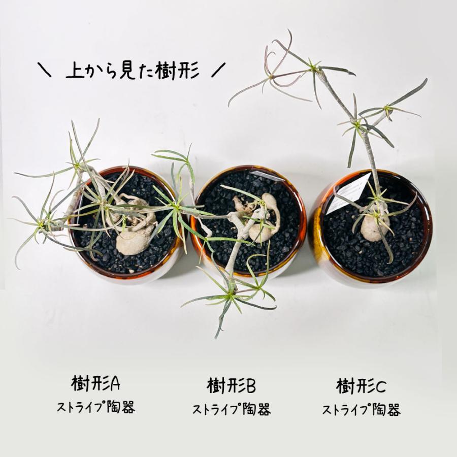 観葉植物 ユーフォルビア ヘディオトイデス 4号 選べる樹形 ラッピング