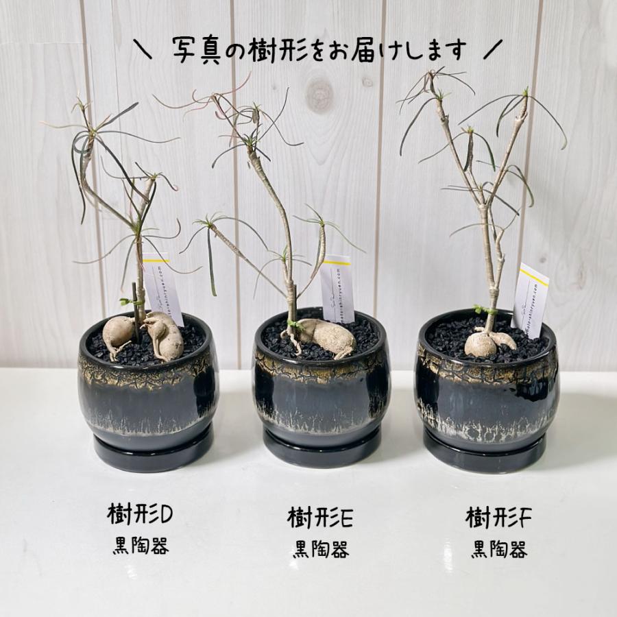 観葉植物 お中元 ユーフォルビア ヘディオトイデス 4号 選べる樹形