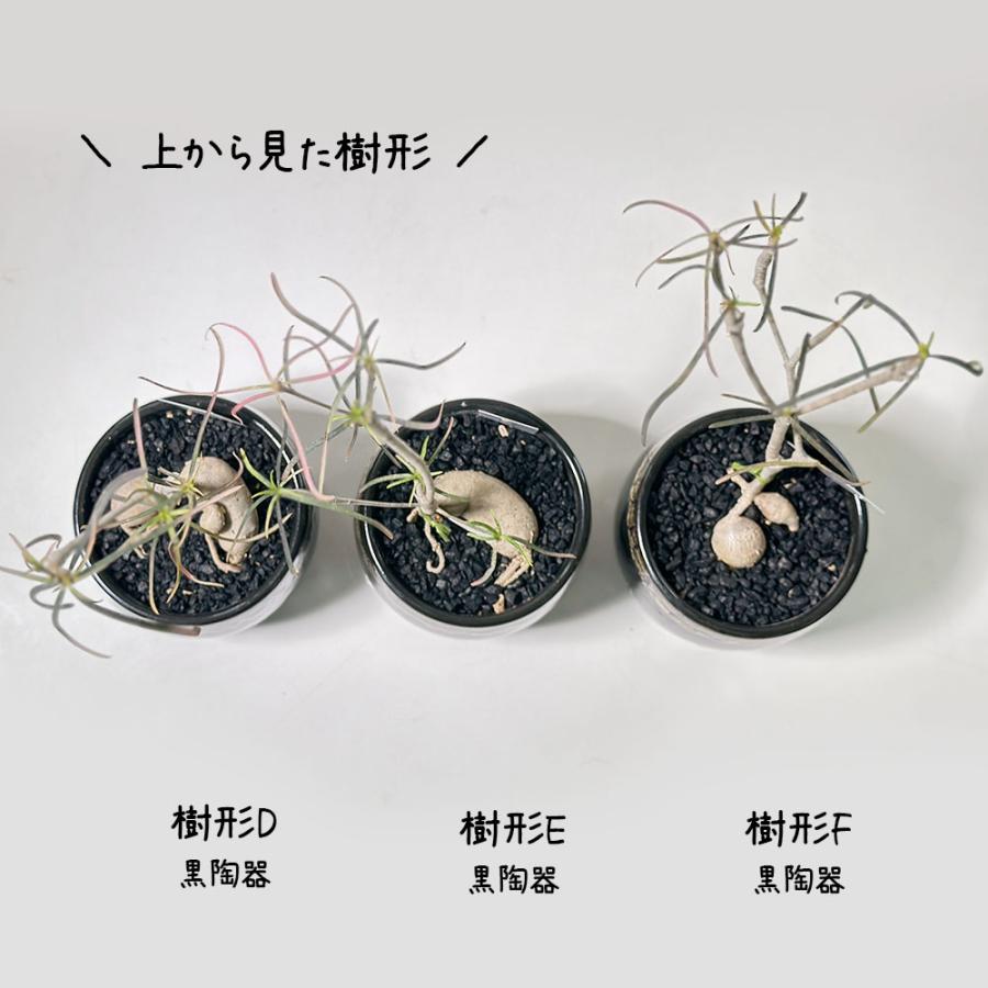 観葉植物 ユーフォルビア ヘディオトイデス 4号 選べる樹形 ラッピング
