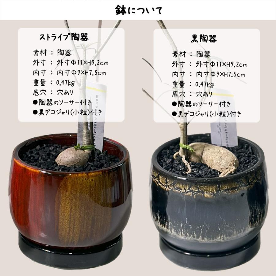 観葉植物 ユーフォルビア ヘディオトイデス 4号 選べる樹形 ラッピング