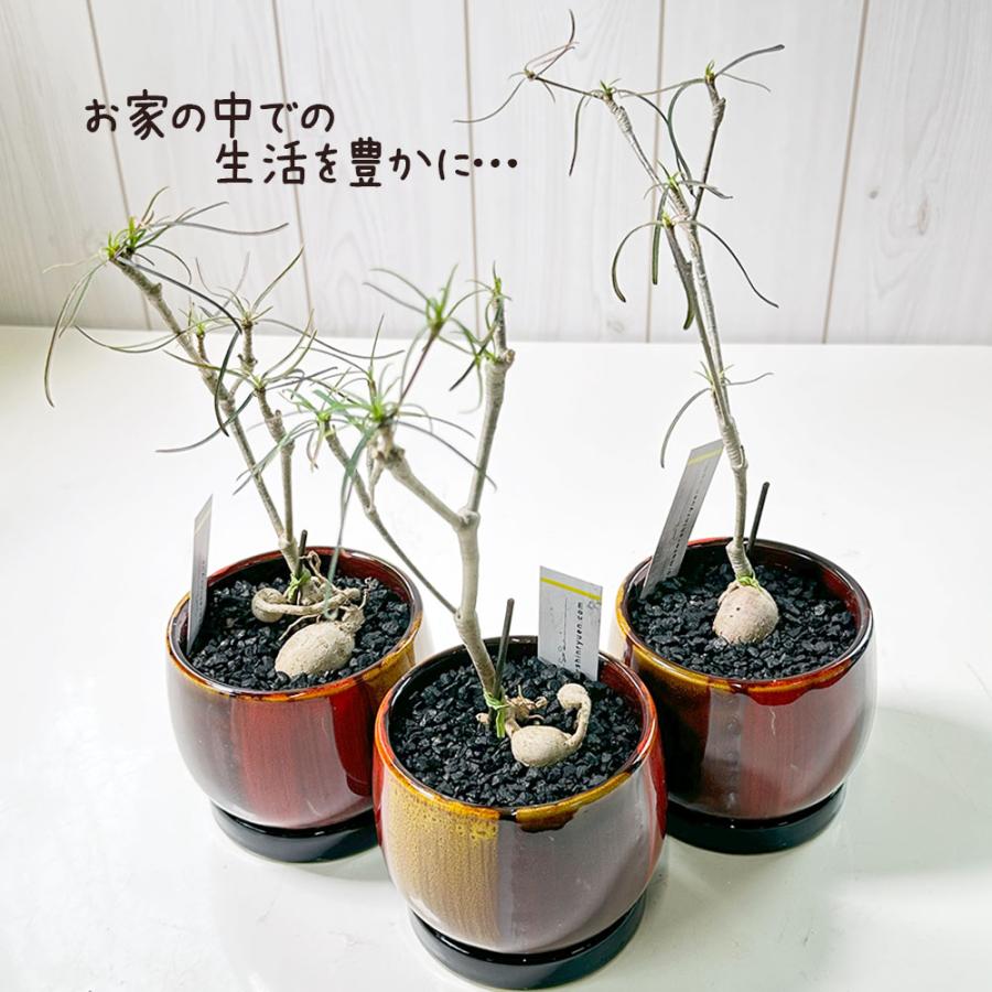 観葉植物 お中元 ユーフォルビア ヘディオトイデス 4号 選べる樹形