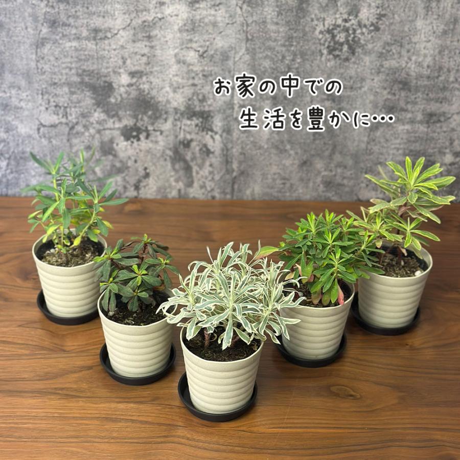 観葉植物 ユーフォルビア 選べる品種 4.5号 ベージュセラアート鉢