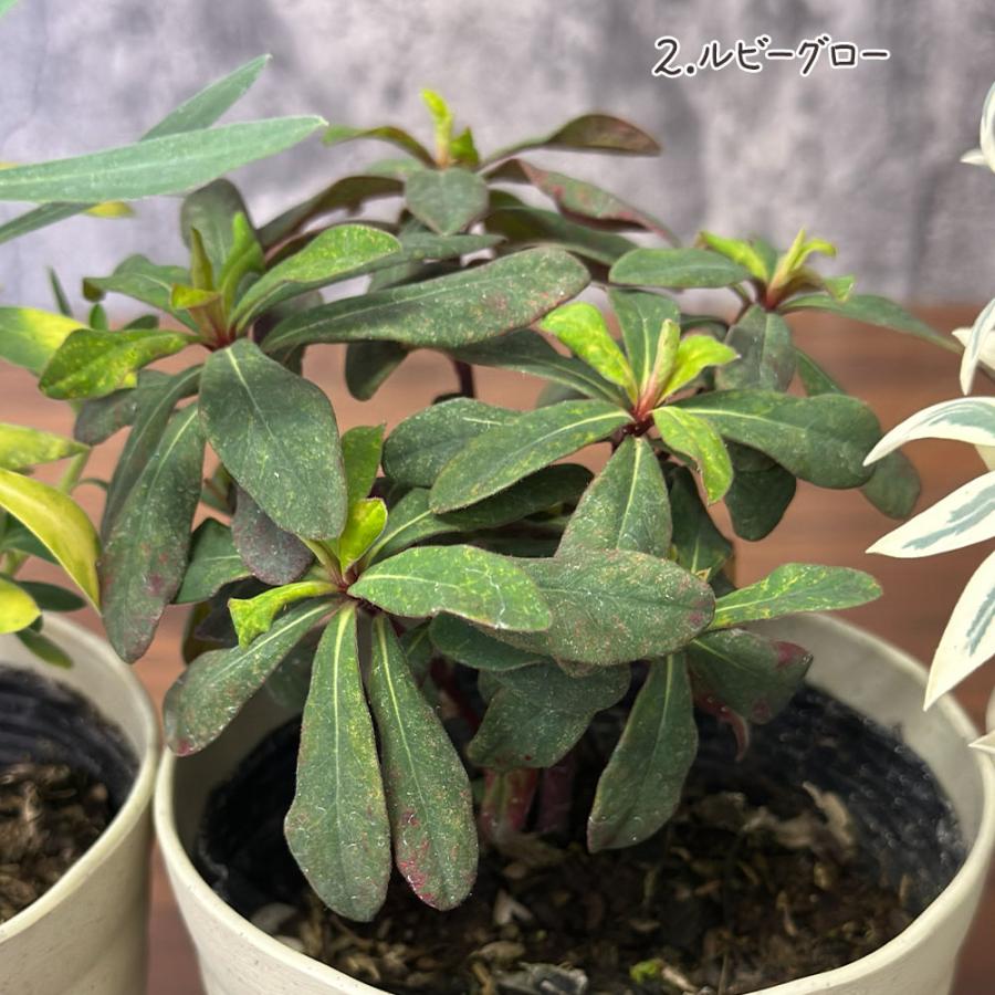 観葉植物 ユーフォルビア 選べる品種 4.5号 ベージュセラアート鉢