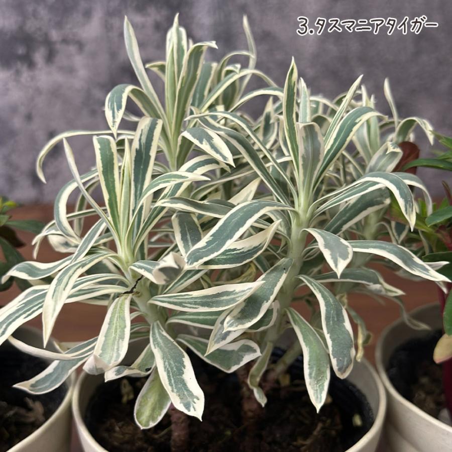 観葉植物 ユーフォルビア 選べる品種 4.5号 ベージュセラアート鉢
