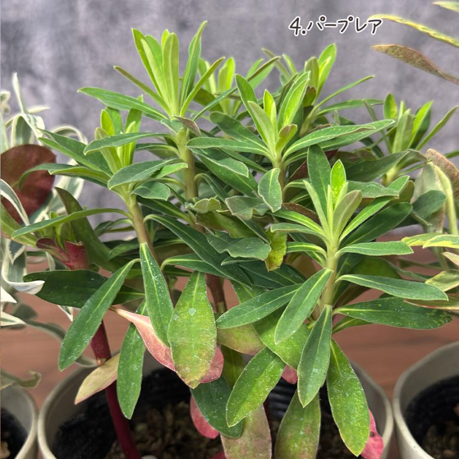 観葉植物 ユーフォルビア 選べる品種 4.5号 ベージュセラアート鉢