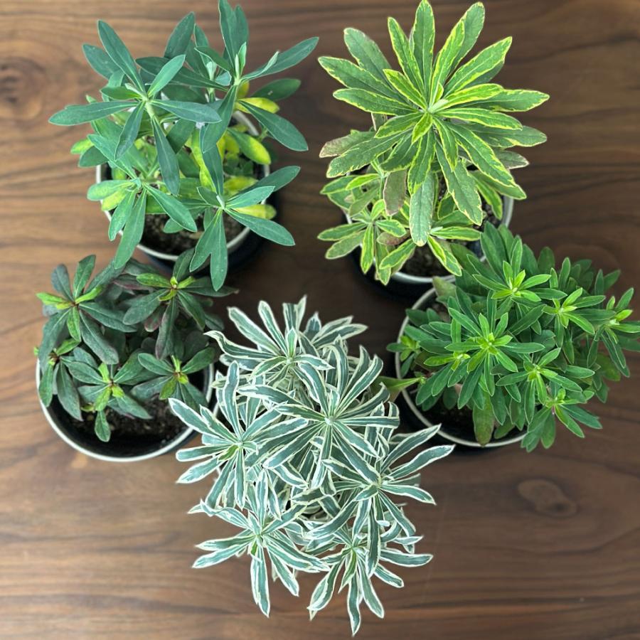 観葉植物 お中元 ユーフォルビア 選べる品種 4.5号 ベージュセラアート