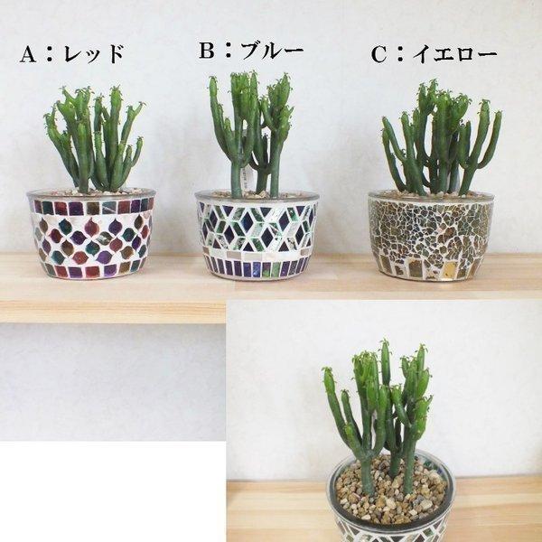 ユーフォルビア オンコクラータ すてきな キラキラ陶器入り4号 多肉植物 鉢植え 観葉植物 おしゃれ お祝い プレゼント ギフト風水 種類一覧 Yf 226 Okabe Green 通販 Yahoo ショッピング