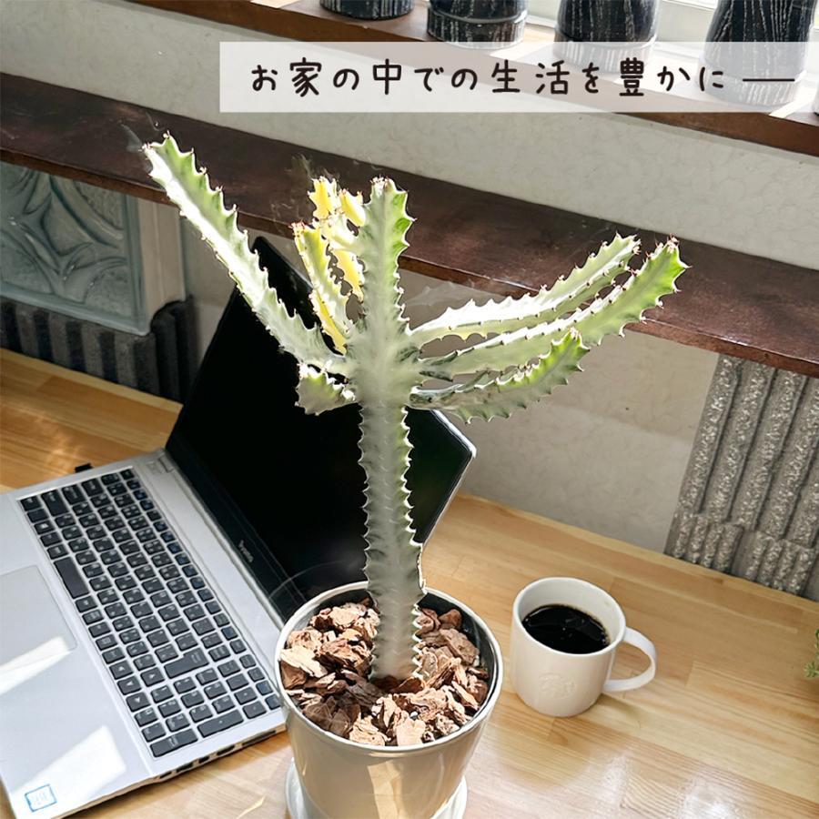 観葉植物】ホワイトゴースト 受皿付